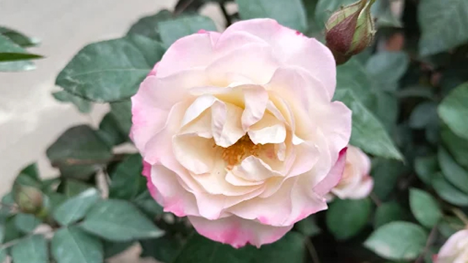 ANISHA NURSERY GARDEN